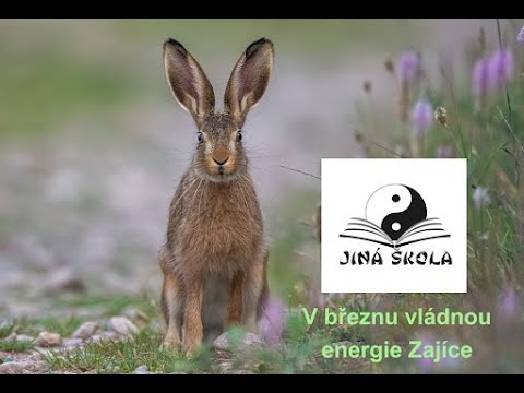 Březen - měsíc vlády Zajíce
