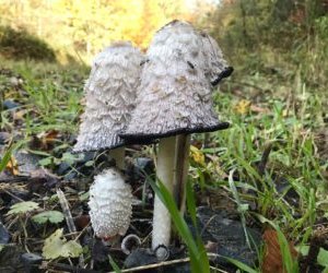 Podzimní a zimní houby pro vaše zdraví a v kuchyni